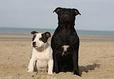 STAFFIE 277